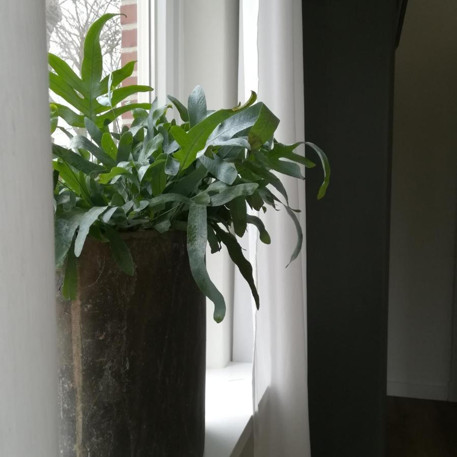 B&B Het Klontje Vriescheloo Extérieur photo